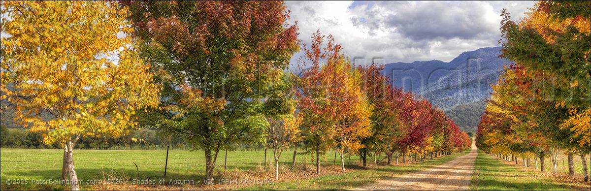 Peter Bellingham Photography Shades of Autumn - VIC (PBH4 00 13176)